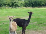 Lily & Phoebe after a bad hair day