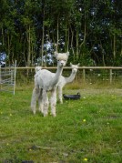 Himma & Inga Looking like they are made from pipe cleaners