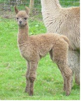 Cria number three!