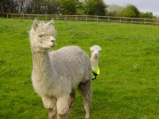 A shy Logon at 1 day old