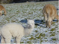 Himma in the snow