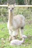 Our Next Cria