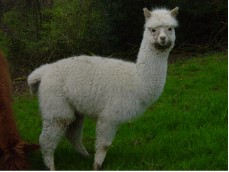 How Inga has grown!