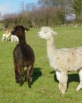 Lily & Demeter