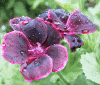 pelargonium.gif (37688 bytes)